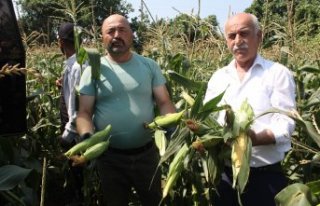 Bafra Ovası'nda mısır hasadı başladı