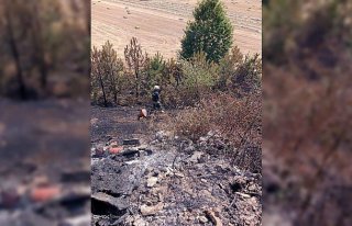 Bolu'da otoyolun kenarındaki otluk alanda çıkan...