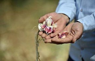 Kastamonu'da gençler harçlıklarını “beyaz...