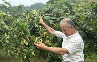 Orta ve Doğu Karadeniz'de üreticiler fındık...