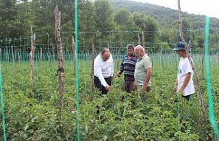 Pazar'da domates, barbunya ve şeker fasulyesi...