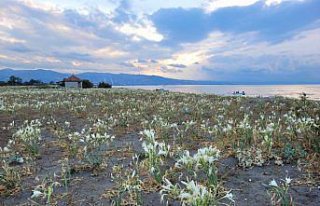 Samsun'da Costal sahili, koruma altına alınan...