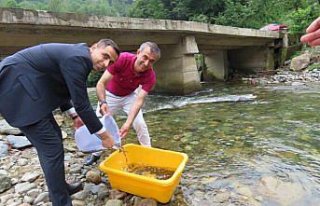 Trabzon'da 5 bin alabalık yavrusu Hayrat Deresi'ne...