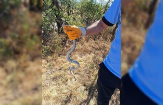 Çorum'da arkeolojik kazı alanındaki küpün...