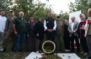 Düzce'de fındık hasat şenliği düzenlendi