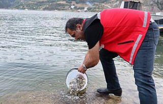 Gümüşhane'de baraj ve göletlere 246 bin sazan...