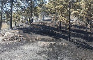 Tokat'ta çıkan orman yangını söndürüldü