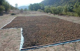 Mudurnu'da Fındık Hasat Şenliği düzenlendi