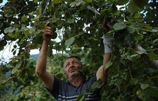 Ordu'da üreticiler fındık hasadına başladı