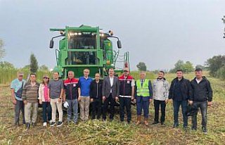 Samsun'da kenevir hasadı başladı