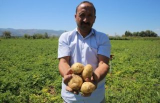 Tokat'ta yaşayan çiftçi, yılda 500 tonun...