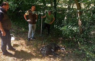 Zonguldak'ta kuyuya düşen yaban domuzu kurtarıldı