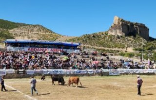 Ardanuç Kültür Sanat Festivali boğa güreşleriyle...