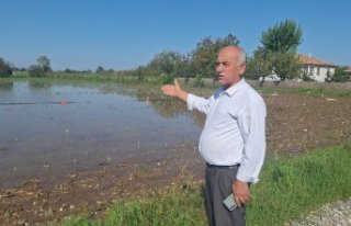 Bafra Ovası'nda tarım arazileri aşırı yağıştan...