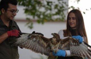 Uzman ellerde iyileştirilen kızıl şahin göç...