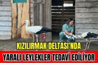 Kızılırmak Deltası'nda yaralı leylekler...