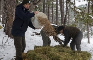 Bolu'da yılkı atları için karla kaplı arazilere...