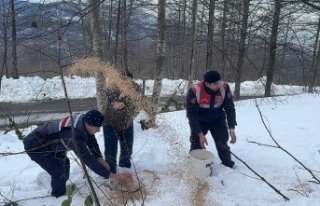 Giresun'da yaban hayvanları için doğaya yem...