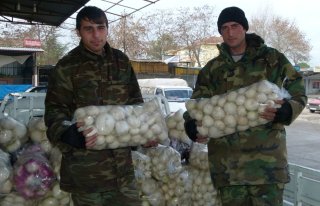  Bafra'da Beyaz Turp ve Kocabaş Üretimi