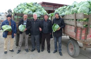 Beyaz Lahana Bafra'da Yüzleri Güldürüyor