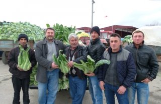 Üretici, karnabaharın veriminden fiyatından memnun