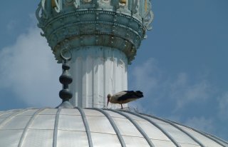 LEYLEKLER CAMİ KUBBESİNİ MESKEN TUTTU