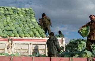 BAFRA OVASINDA LAHANA ÜRETİCİLERİ FİYATLARDAN...