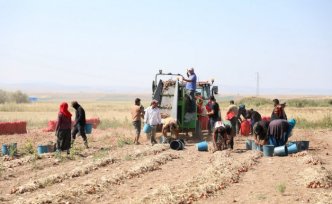 Çorum'da tescilli “Alaca mor soğanı“nda hasat dönemi başladı