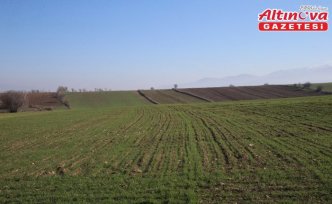 Tokatlı çiftçiler, 85 dekarlık alanda deneme amaçlı yerli tohum ekti