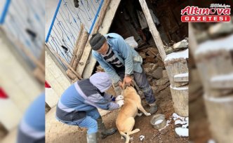 Yığılca'da sahipli hayvanları aşılama ve kimliklendirme çalışmaları sürüyor