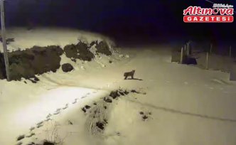 Çorum'da yiyecek arayan vaşak güvenlik kamerasınca görüntülendi