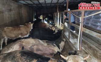 Samsun'da elektrik akımına kapılan 6 büyükbaş hayvan telef oldu