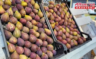 Samsun'un Tekkeköy ilçesinde “mor patlıcan inciri“nin hasadı sürüyor