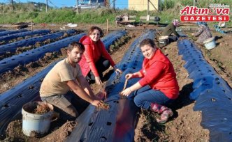 19 Mayıs'ta “Engiz çileği“ üretiminin artırılmasına çalışılıyor