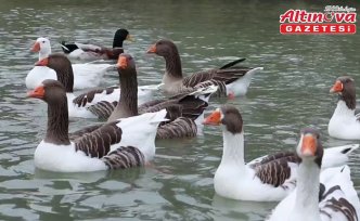Samsun'un Kavak ilçesinde kaz yetiştiriciliği çalıştayı ve Kaz Günü düzenlenecek