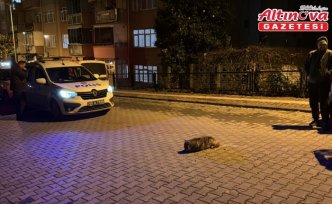 Samsun'da polisin bitkin halde bulduğu çakal yavrusu tedavi altına alındı