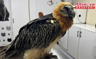 Artvin'de tedavisi tamamlanan sakallı akbaba, takip cihazı takılarak doğaya salındı