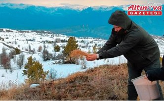 Şebinkarahisar'da kuşlar için yemleme çalışması yapıldı