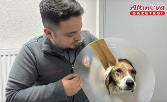 Zonguldak'ta kanserli köpek, operasyon ve elektro kemoterapiyle sağlığına kavuştu