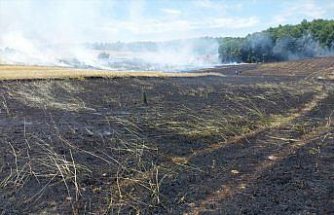 Samsun'da çıkan yangında 200 dekar buğday ekili arazi zarar gördü