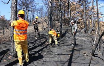 Bolu'da yanan alanların ağaçlandırılması için çalışmalar sürüyor