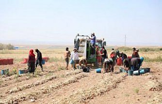 Çorum'da tescilli “Alaca mor soğanı“nda hasat dönemi başladı