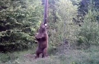 Küre Dağları'nda bozayı fotokapanla görüntülendi