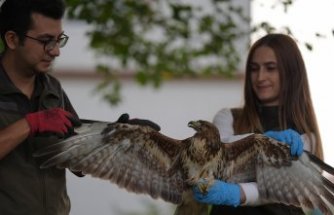 Uzman ellerde iyileştirilen kızıl şahin göç yolculuğuna devam edecek