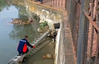 Zonguldak'ta çayda mahsur kalan kedi itfaiye merdiveniyle kurtarıldı