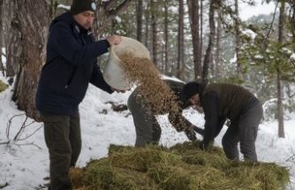 Bolu'da yılkı atları için karla kaplı arazilere yem bırakıldı