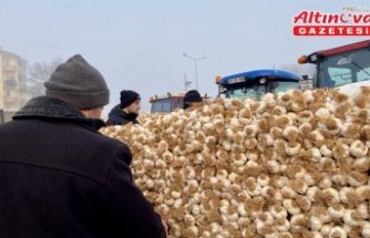 Taşköprü sarımsağı için soğuk havaya rağmen pazar kurulmaya devam ediyor