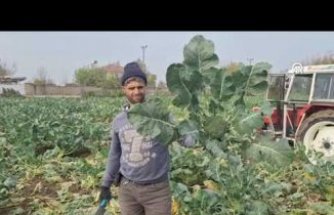 Bafra Ovası'nda 13 bin ton brokoli rekoltesi bekleniyor