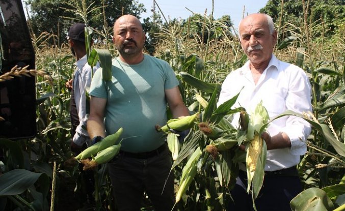 Bafra Ovası'nda mısır hasadı başladı