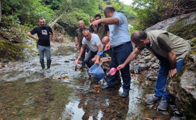 Samsun'da dereye 5 bin kırmızı benekli alabalık yavrusu bırakıldı